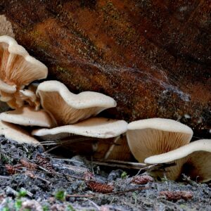 pearl oyster mushrooms