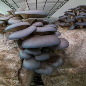blue oyster mushrooms on bales